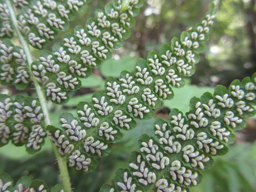 Deparia coreana — photo