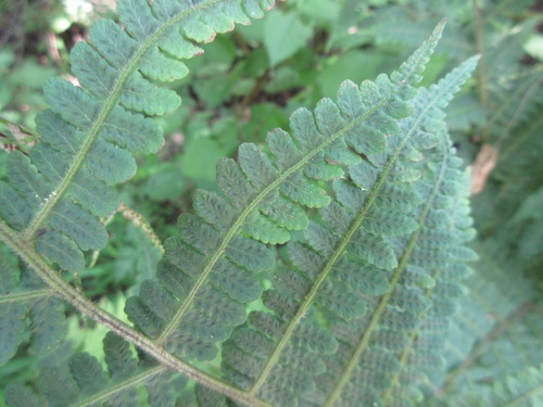 Deparia coreana