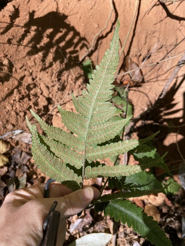 Deparia petersenii (Japanese lady fern) — photo