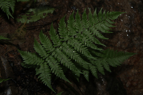 Deparia petersenii (Japanese lady fern) — photo