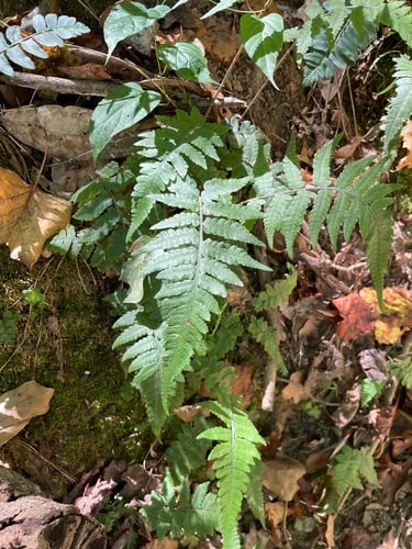 Deparia petersenii