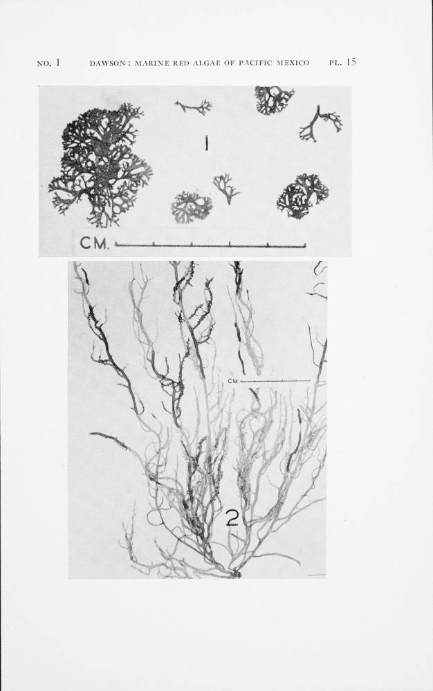 Dermonema pulvinatum