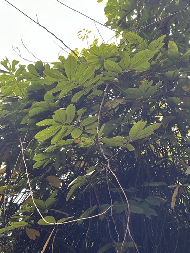 Derris elliptica (Derris Root) — photo