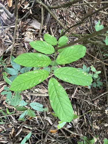 Derris elliptica (Derris Root) — photo
