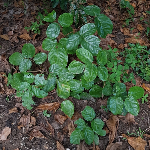 Derris heptaphylla (Seven finger) — photo