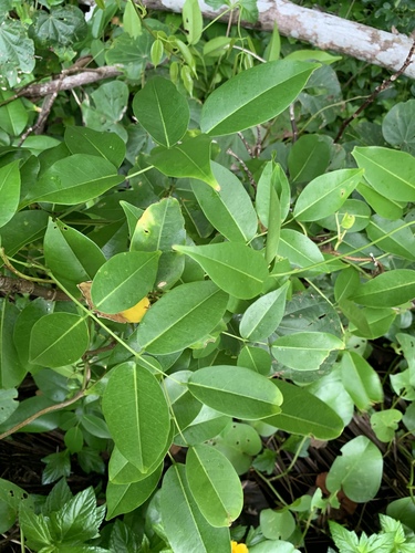 Derris trifoliata (Threeleaf derris) — photo