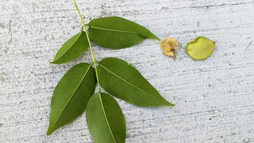 Derris trifoliata (Threeleaf derris) — photo