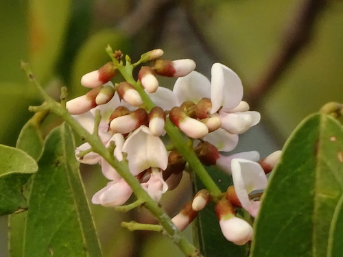 Derris trifoliata