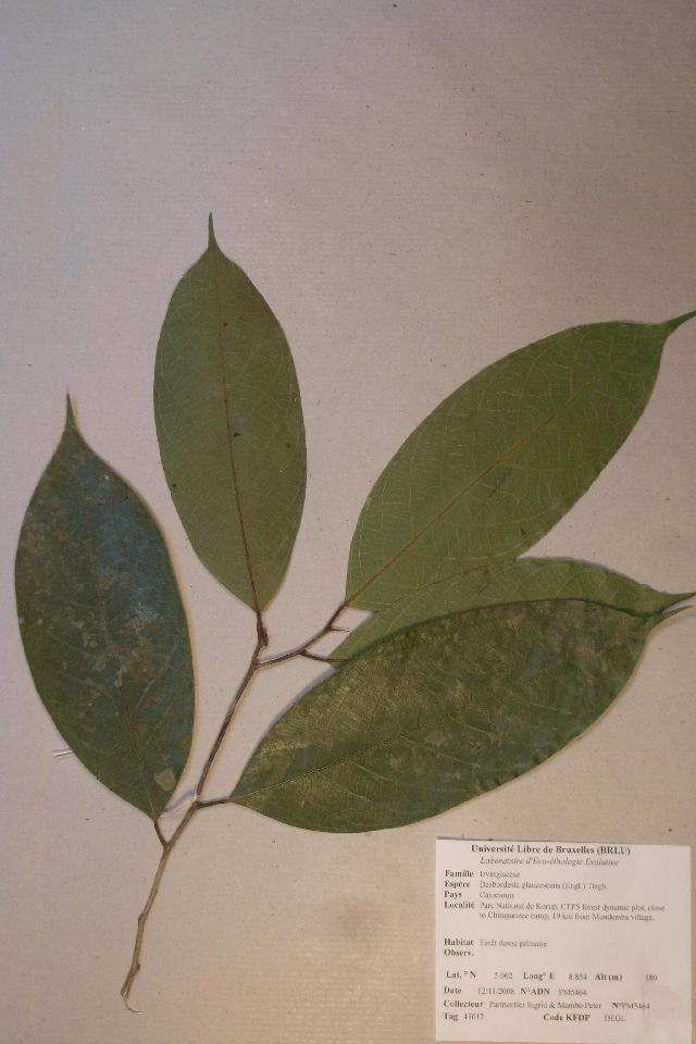 Desbordesia glaucescens (Alep) — photo