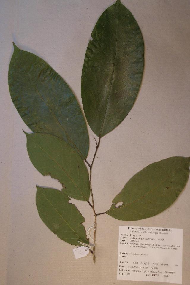 Desbordesia insignis — photo