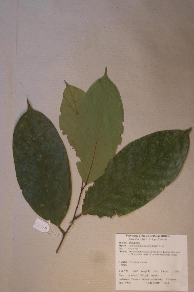 Desbordesia insignis