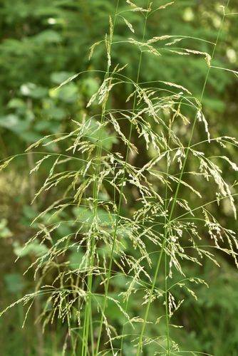 Deschampsia cespitosa (Tussock grass) — photo