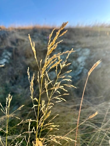 Deschampsia cespitosa (Tussock grass) — photo