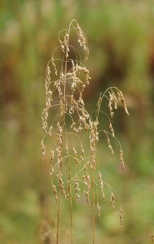 Deschampsia cespitosa