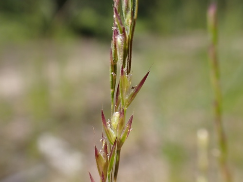 Deschampsia elongata (Slender hairgrass) — photo