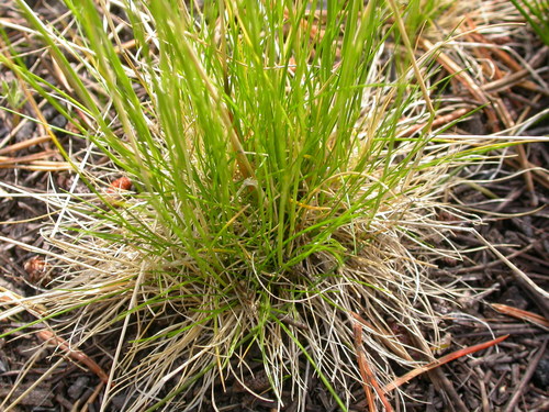 Deschampsia elongata (Slender hairgrass) — photo