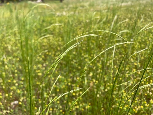 Deschampsia elongata