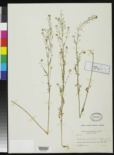 Descurainia californica (Sierra tansymustard) — photo