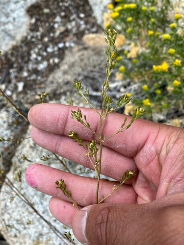 Descurainia californica (Sierra tansymustard) — photo