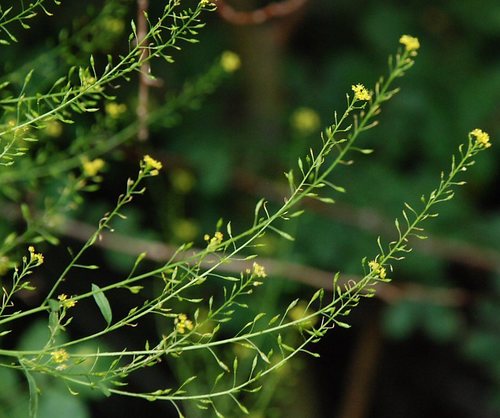 Descurainia californica