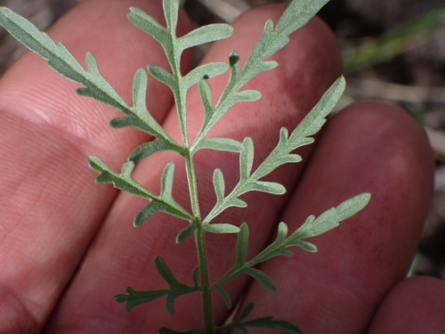 Descurainia incana