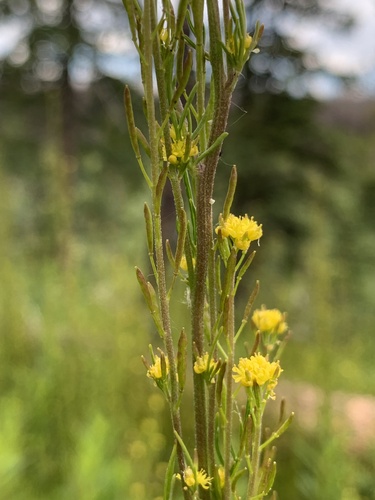 Descurainia incana subsp. insica