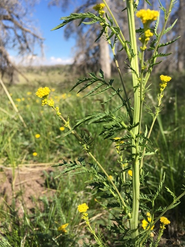 Descurainia incana subsp. insica (Mountain tansy mustard) — photo