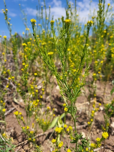 Descurainia incana (Mountain tansy mustard) — photo