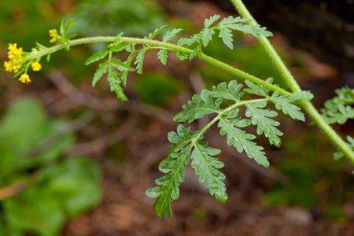 Descurainia incisa subsp. incisa — photo