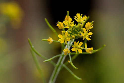 Descurainia incisa subsp. incisa — photo
