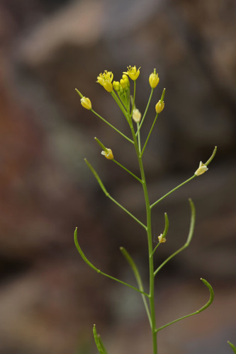 Descurainia incisa subsp. incisa