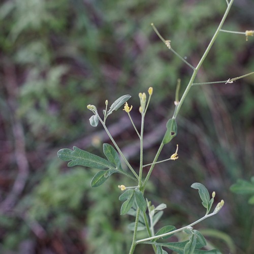 Descurainia obtusa (Blunt tansy mustard) — photo