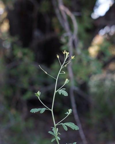 Descurainia obtusa (Blunt tansy mustard) — photo