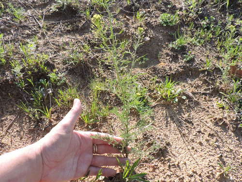 Descurainia pinnata (Tansy mustard) — photo