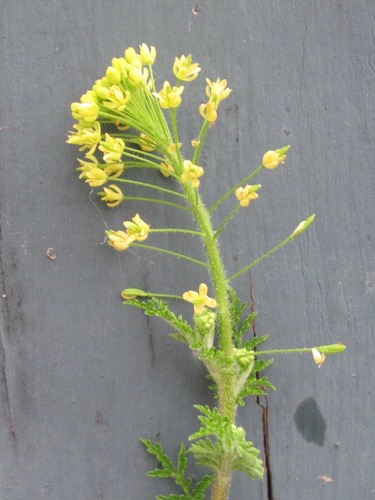 Descurainia pinnata subsp. halictorum