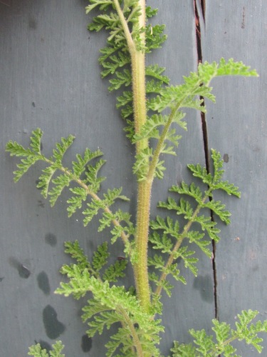 Descurainia pinnata subsp. halictorum (Palmita) — photo