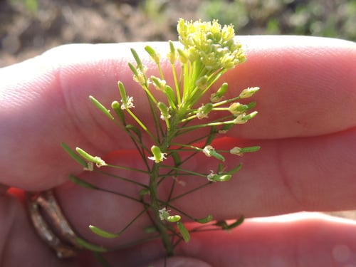 Descurainia pinnata