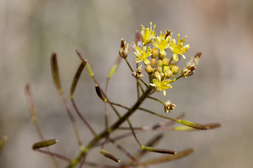 Descurainia pinnata (Tansy mustard) — photo