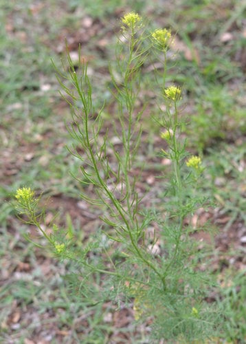 Descurainia sophia (Fixweed) — photo