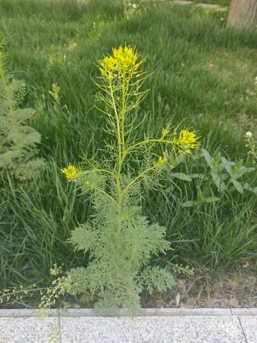 Descurainia sophia (Fixweed) — photo