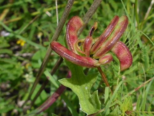 Desmanthus brachylobus (Illinois bundleflower) — photo