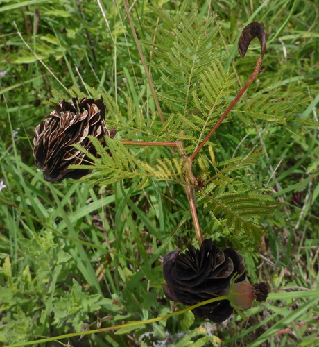 Desmanthus brachylobus (Illinois bundleflower) — photo