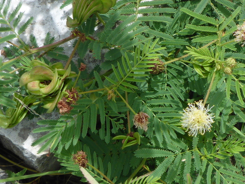 Desmanthus brachylobus