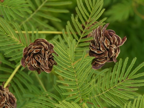 Desmanthus illinoensis (Illinois bundleflower) — photo