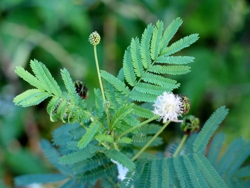 Desmanthus illinoensis (Illinois bundleflower) — photo