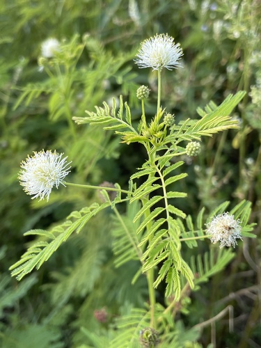 Desmanthus illinoensis