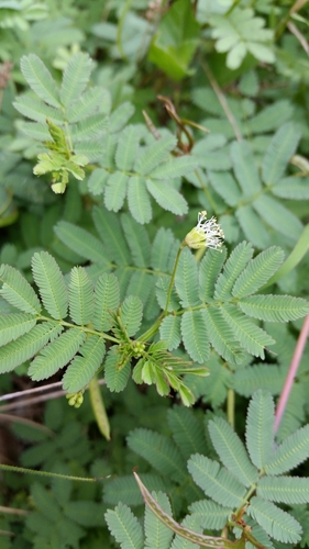 Desmanthus virgatus (Wild tantan) — photo