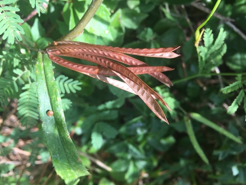 Desmanthus virgatus (Wild tantan) — photo