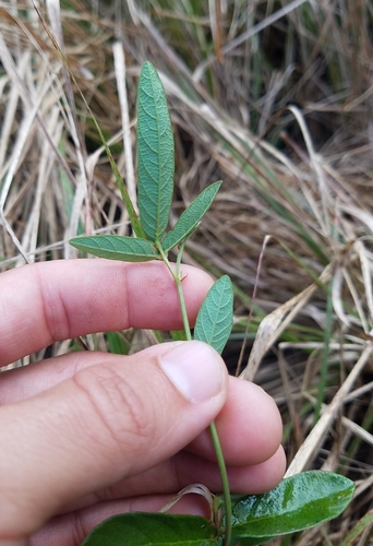 Desmodium frutescens — photo