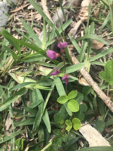 Desmodium frutescens
